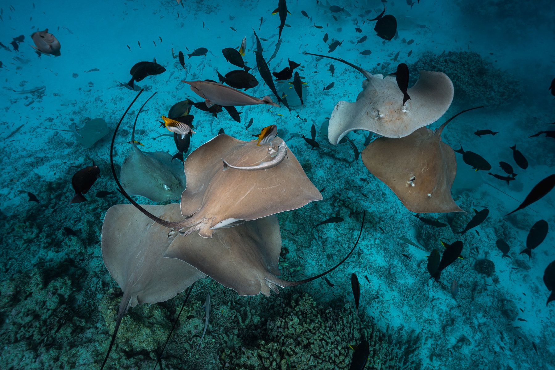 Diving