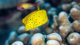 Diving