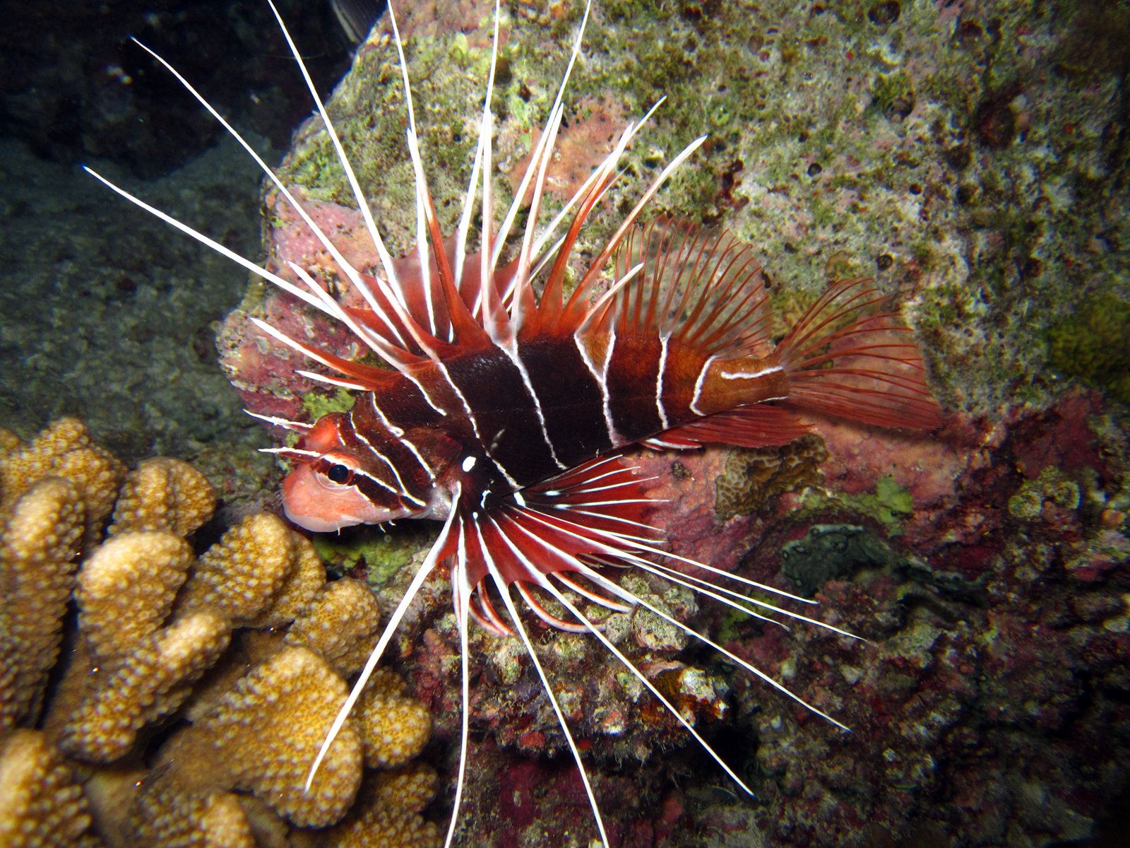 Diving