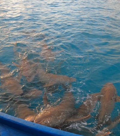 Sunset Shark Watching
