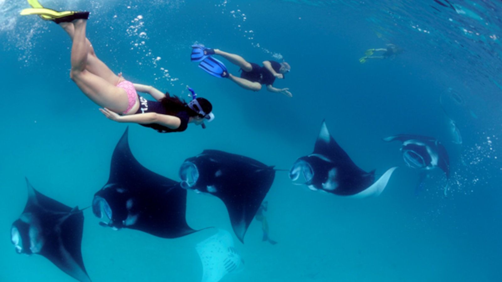 Snorkel