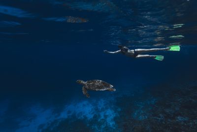 Turtle Snorkelling