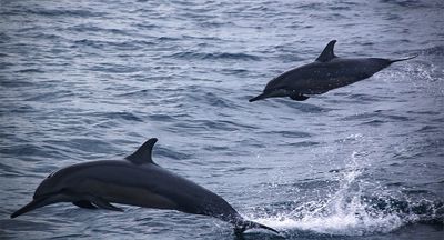 Dolphin Safari