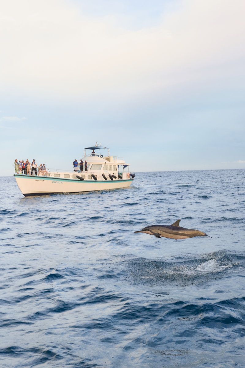 Private Dolphin Watching