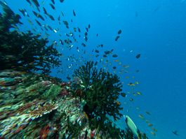 Diving