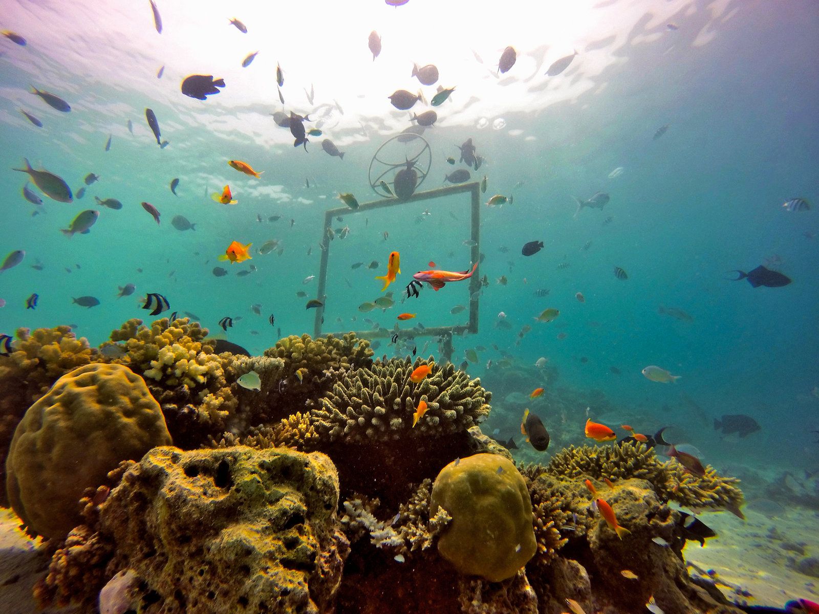 Diving