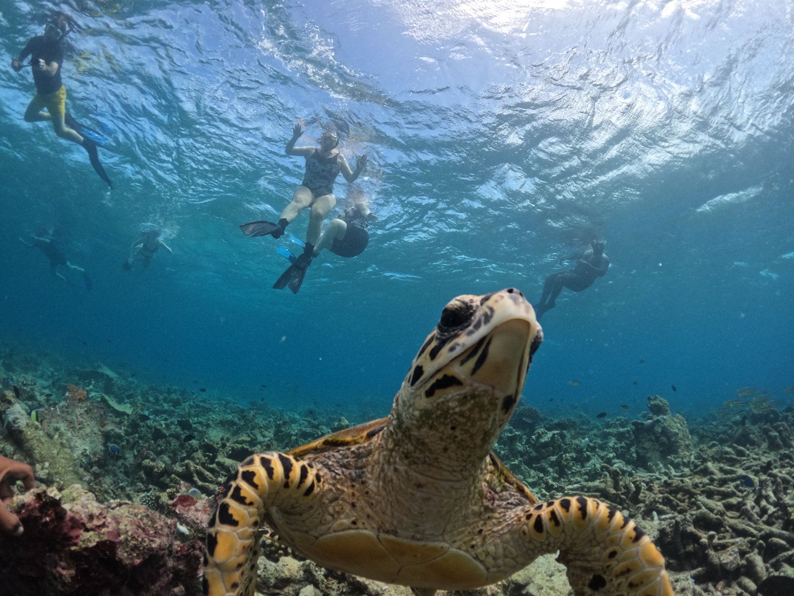 Diving