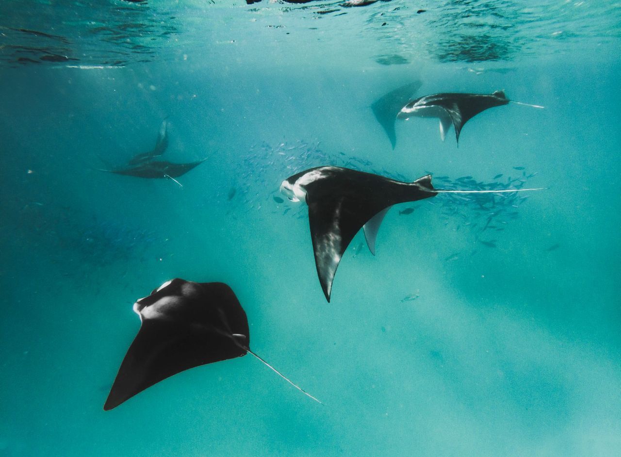 Diving