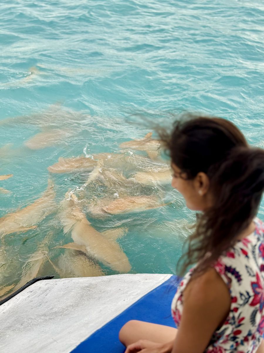 Sunset Shark Watching